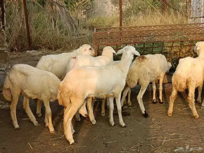 رخيل رفيدي 0