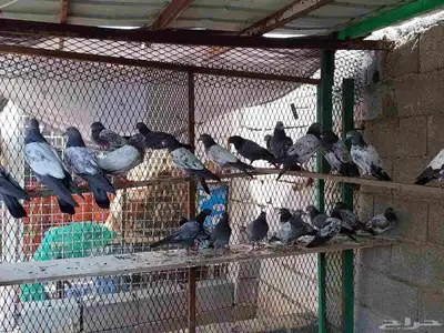 حمام باكستاني index