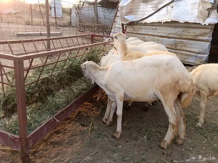 رخيل رفيدي 3