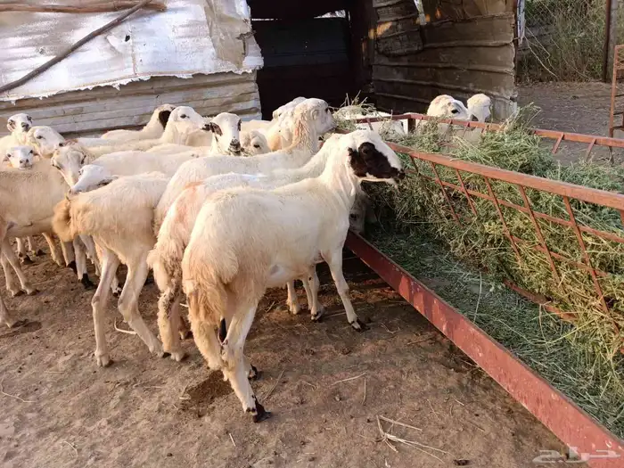 رخيل رفيدي 2