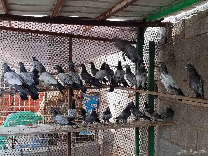 حمام باكستاني 0