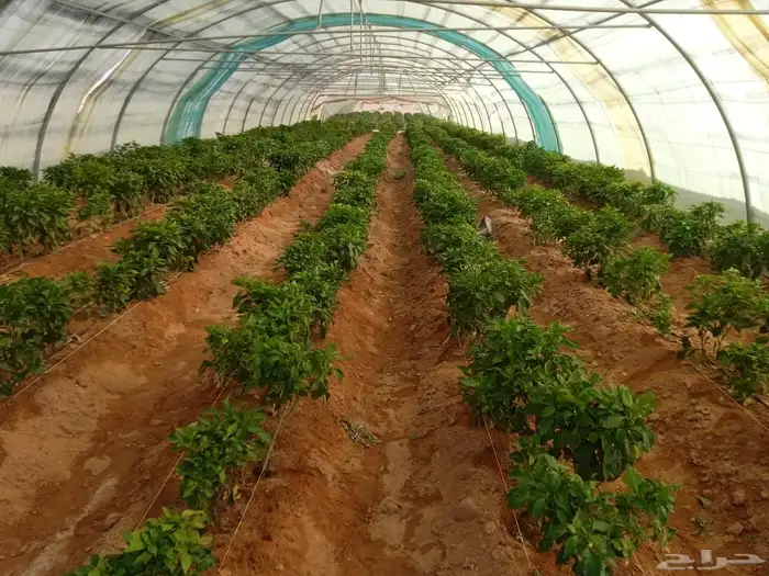 بيوت محميه اردنيه 3