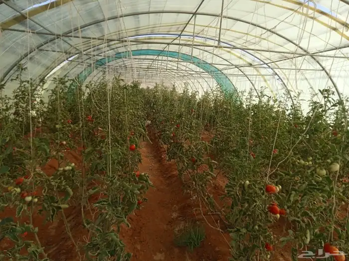 بيوت محميه اردنيه 4