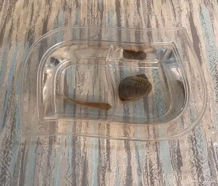 حلزون وسمكه 1