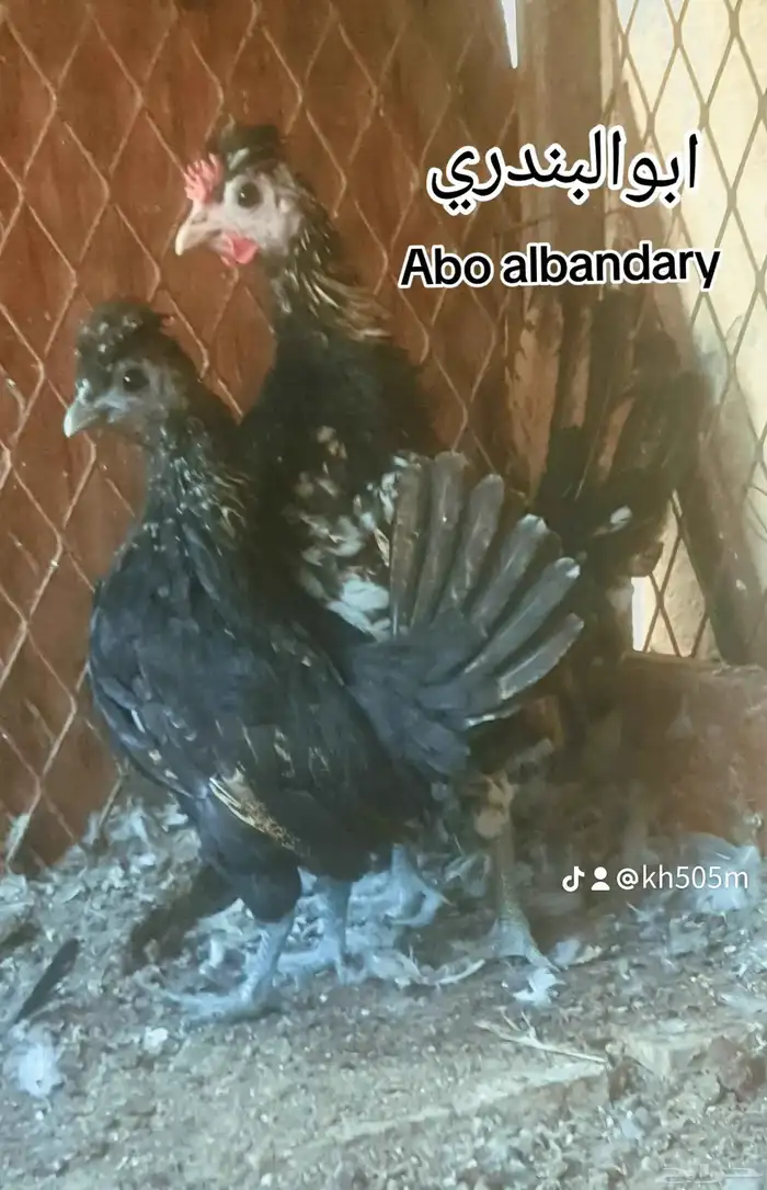 دجاج كويتي هزاز 0