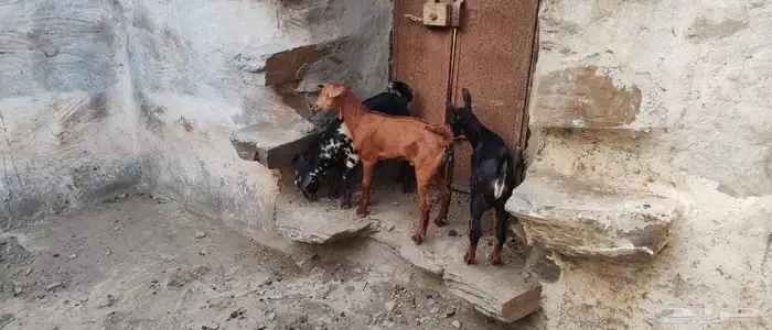 تيوس لباني 3