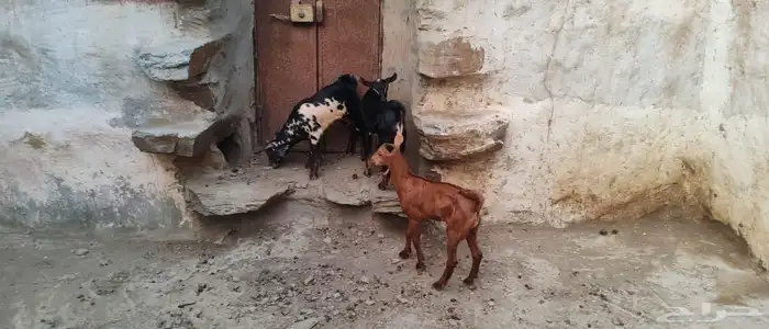 تيوس لباني 4