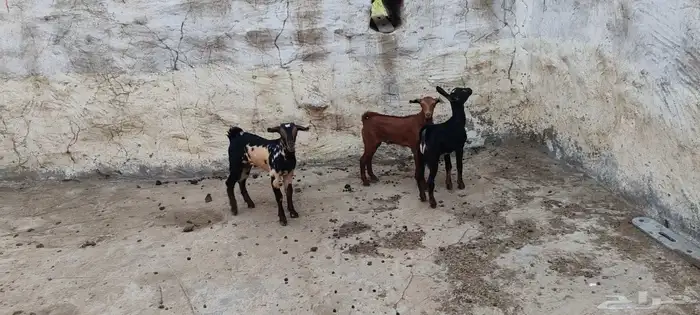 تيوس لباني 5