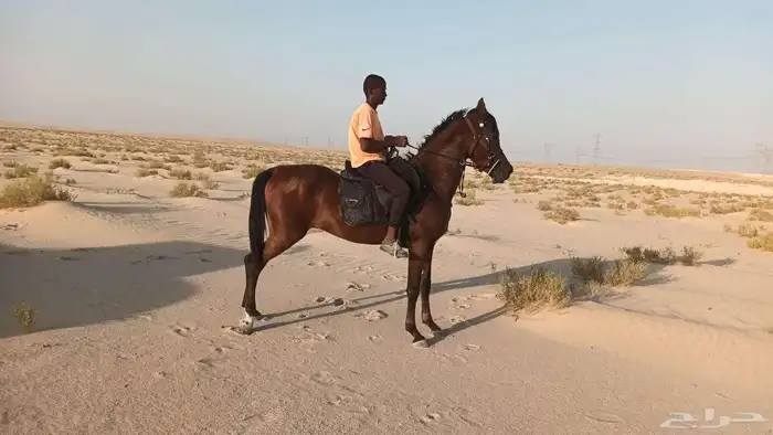 حصان_واهو_مكس_جمال النوع الخيل حصان واهو رقم جوال 055249 3