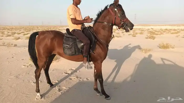 حصان_واهو_مكس_جمال النوع الخيل حصان واهو رقم جوال 055249 4