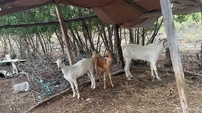 بهم ماعز تربيه فاخر من الآخر 0