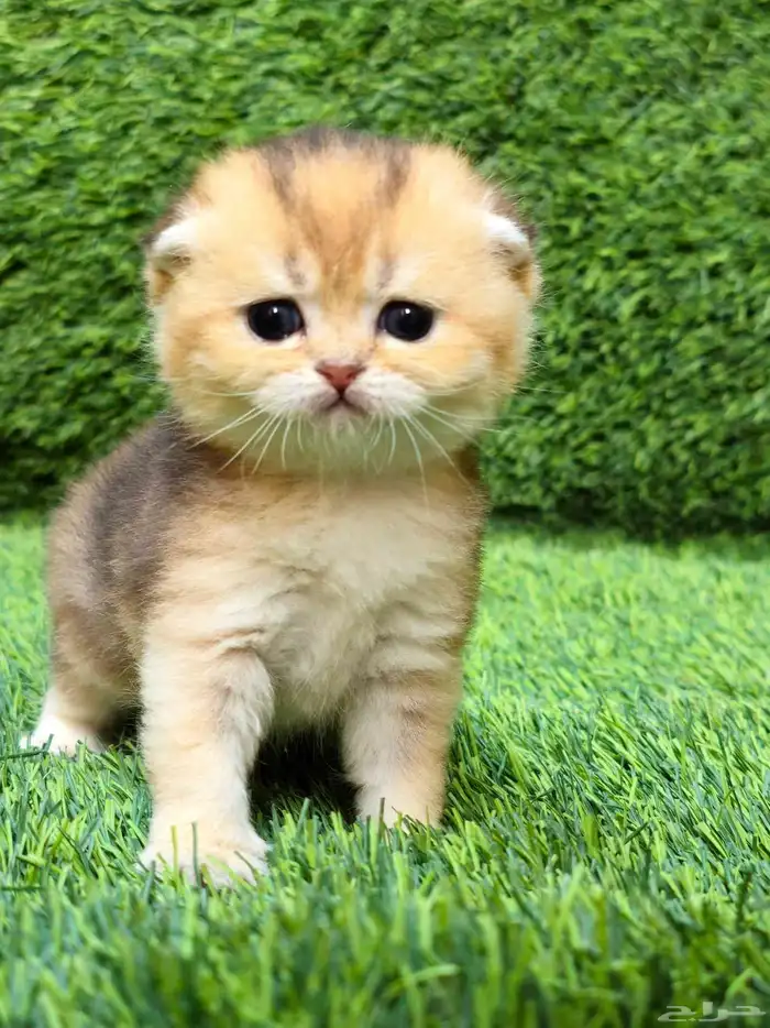 ذكر سكوتش فولد مستوى بطل 0