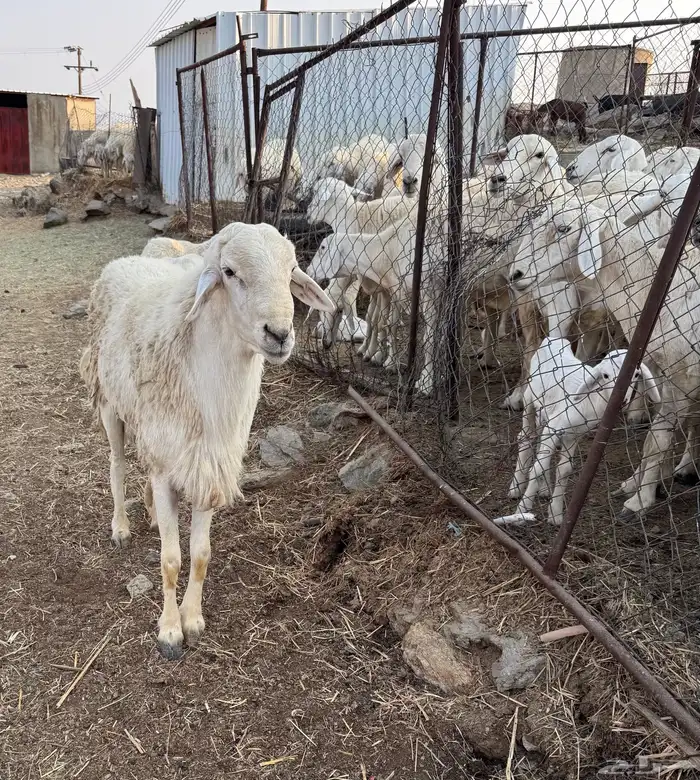 خروف فحل مشروط 3
