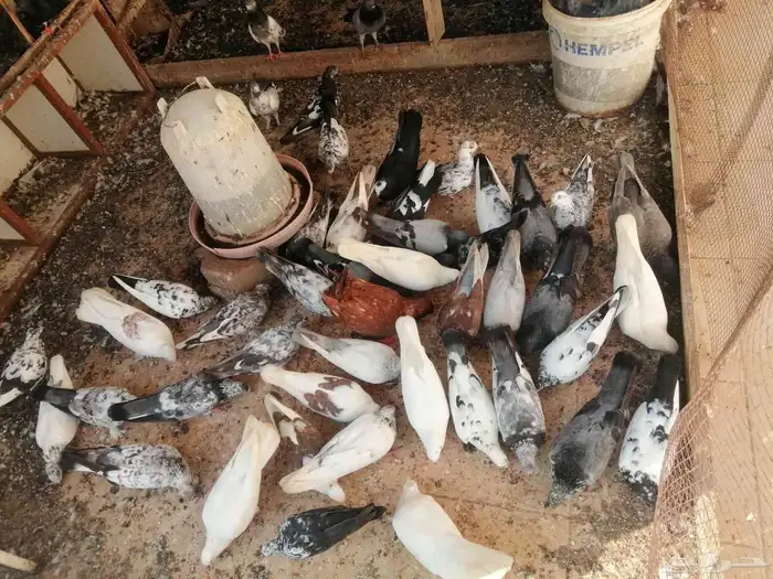 حمام لبيع جمله مشكل 0