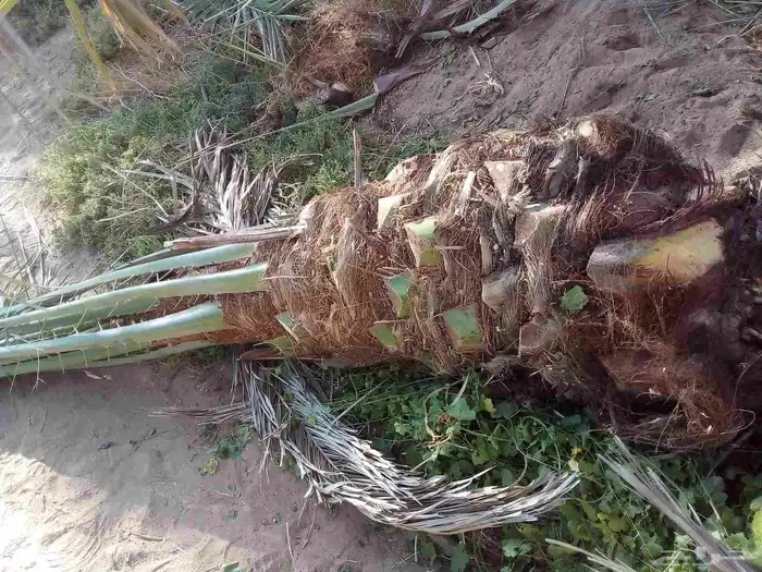 نخل للبيع القصيم 2