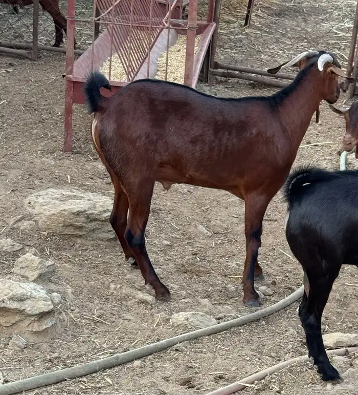 تيوس ذبايح 1