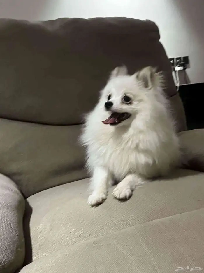 كلبه انثى بومرينيان 3