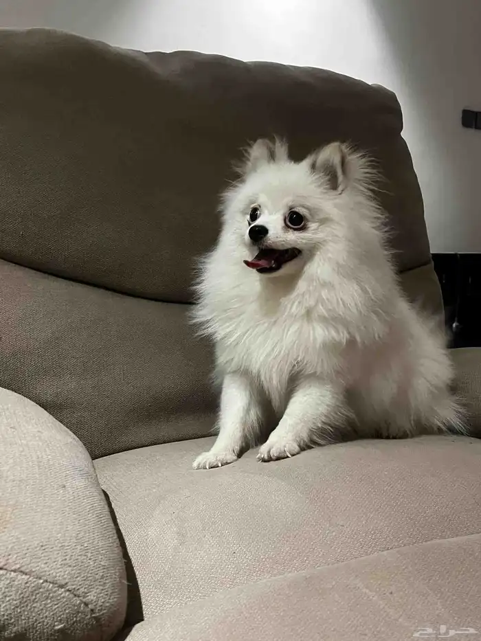 كلبه انثى بومرينيان 0