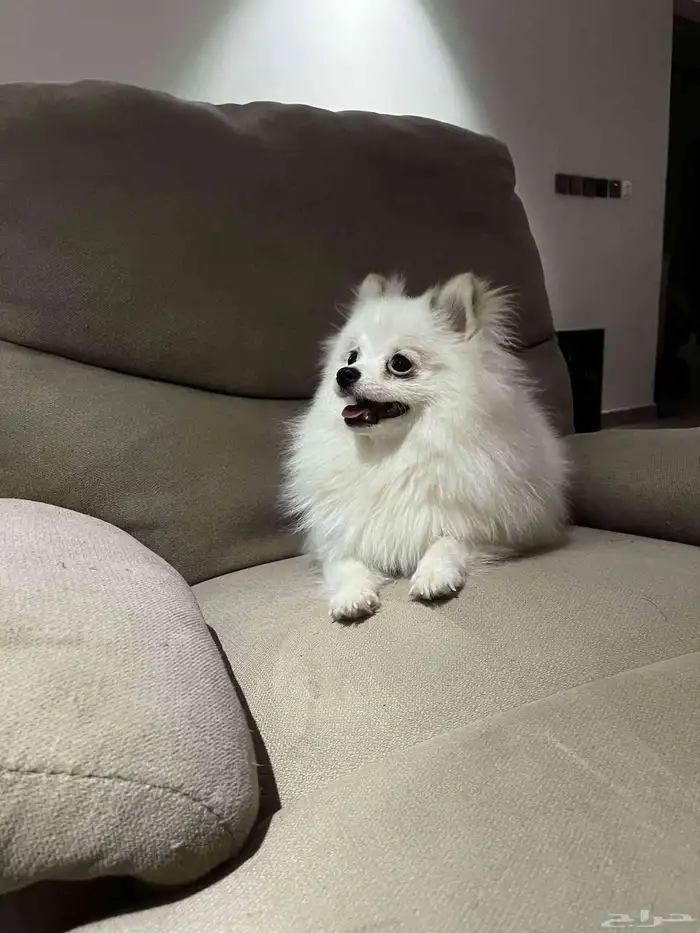 كلبه انثى بومرينيان 2