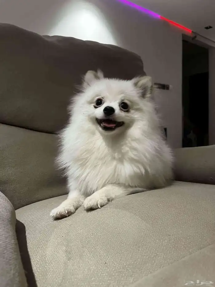 كلبه انثى بومرينيان 1