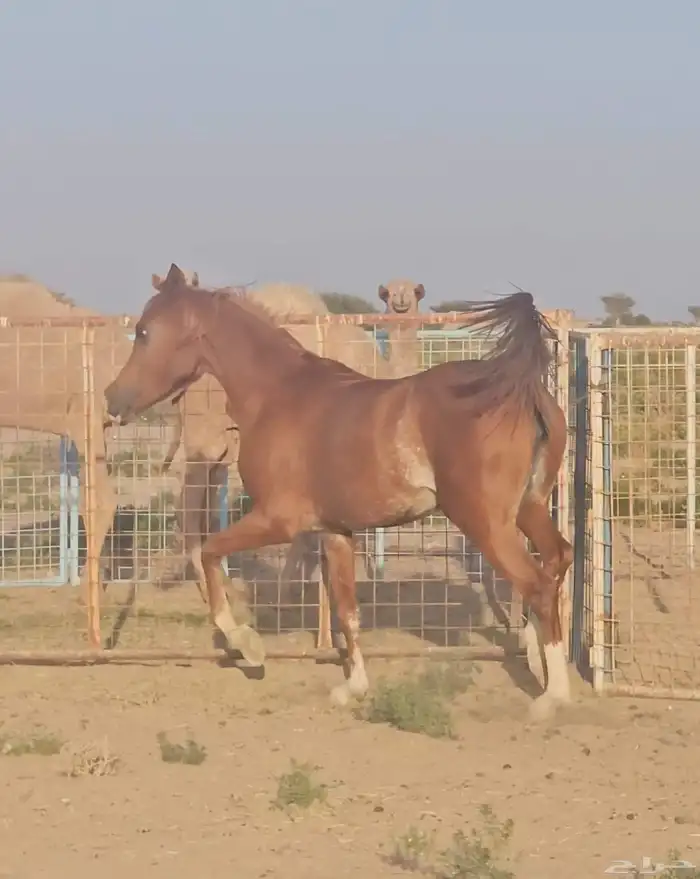 فرس شعبية للبيع 2