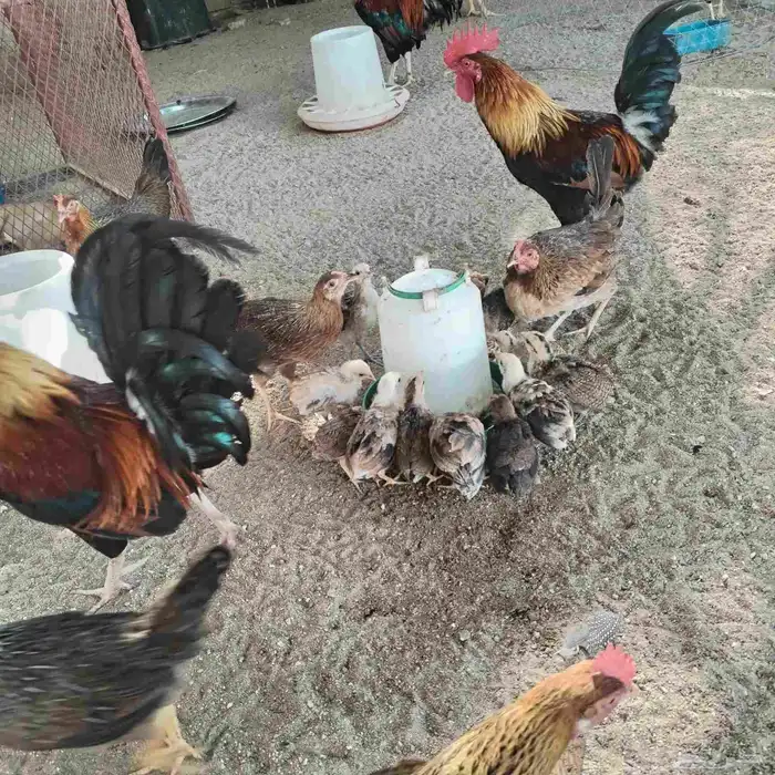 دجاجة عربي مع فروخها 3