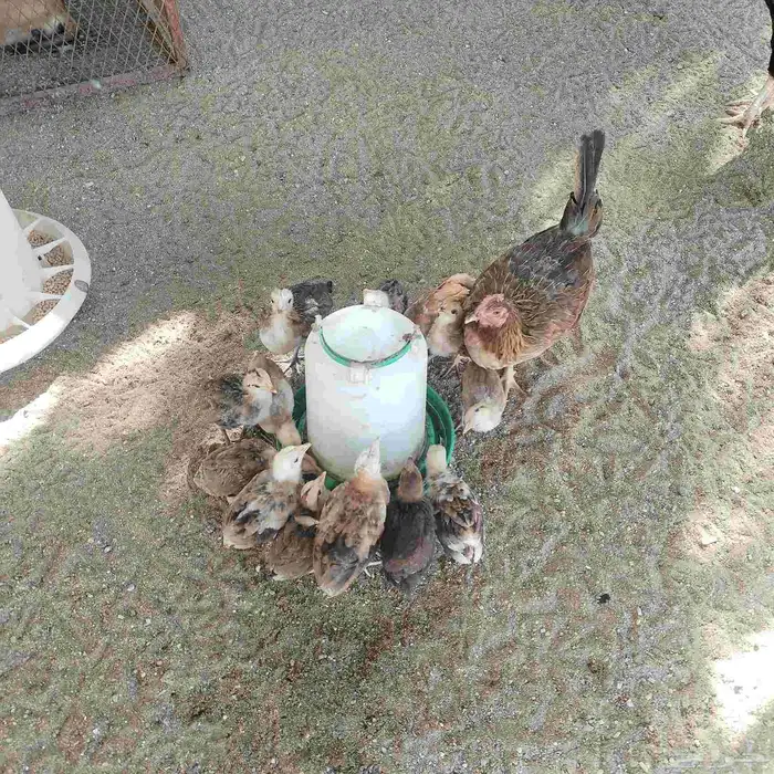 دجاجة عربي مع فروخها 0