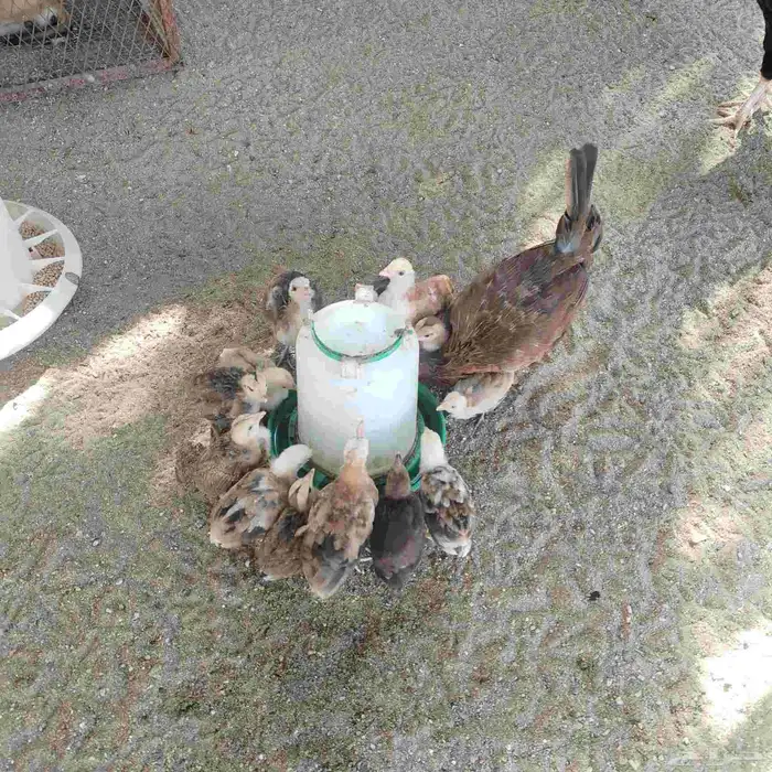 دجاجة عربي مع فروخها 4