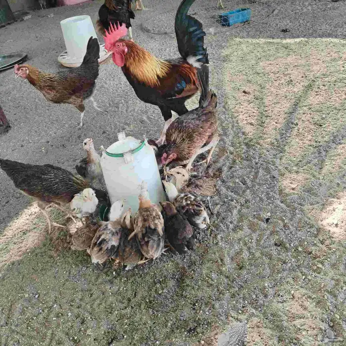 دجاجة عربي مع فروخها 2