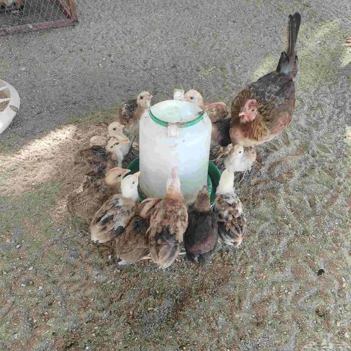 دجاجة عربي مع فروخها 1