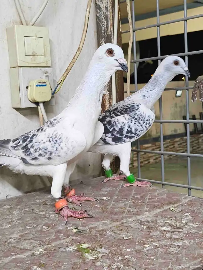 جوز سفرات الموقع الرياض 0