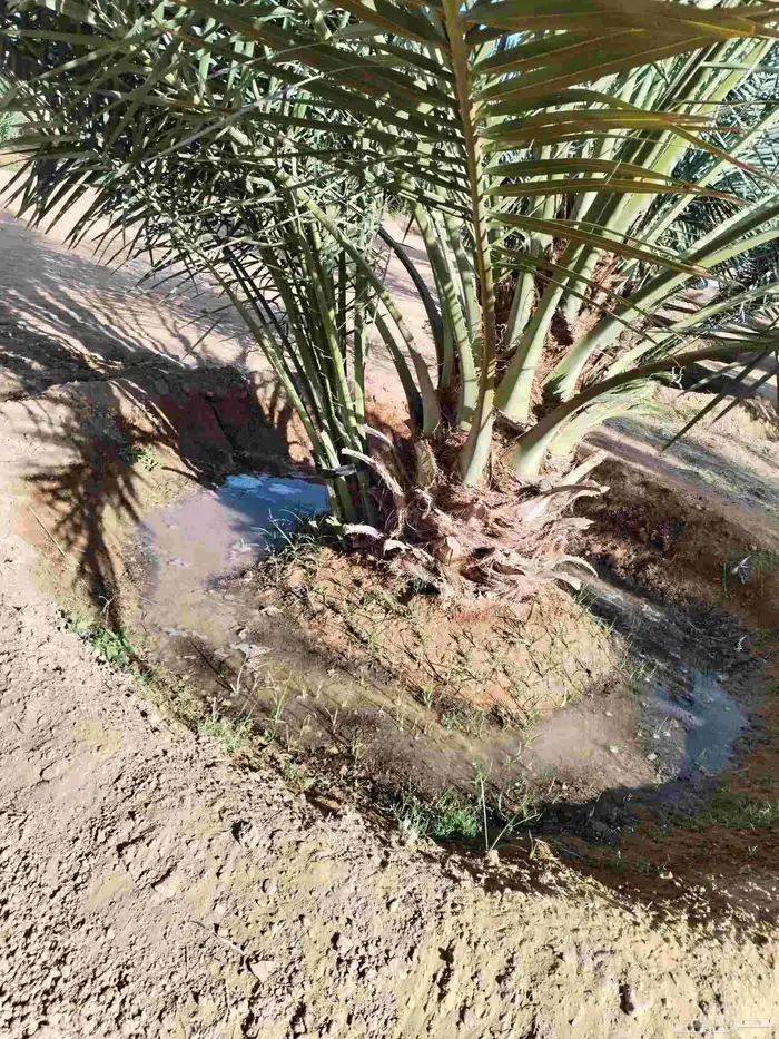 فروخ نخل للبيع 2