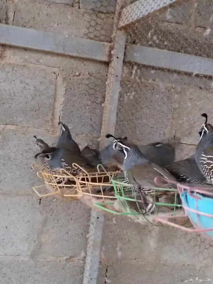 سمان كاليفورنيا 2