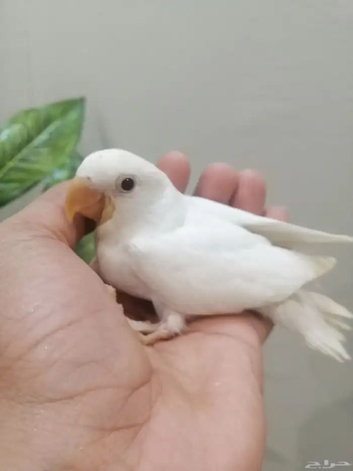 (  تم البيع ) فرخ روز البينو غر 2