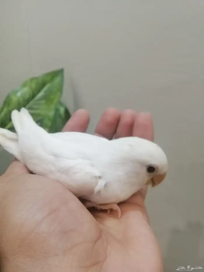 (  تم البيع ) فرخ روز البينو غر 1