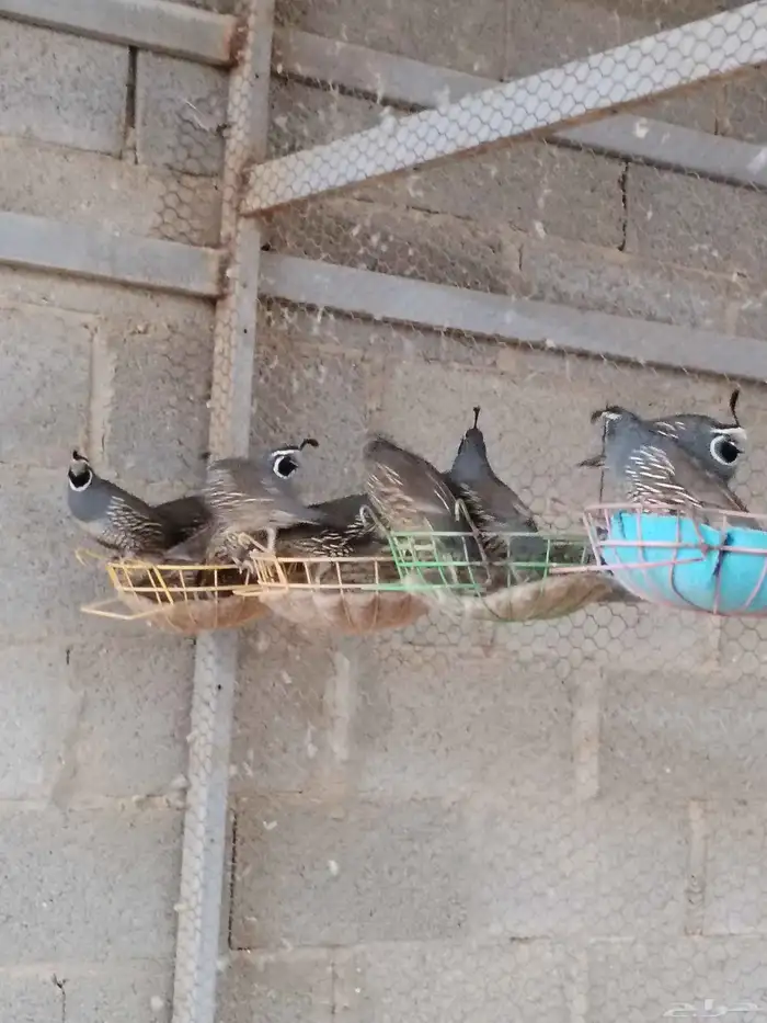 سمان كاليفورنيا 0