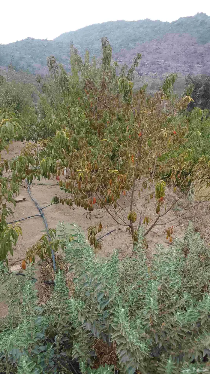 تقليم ونظافه 0