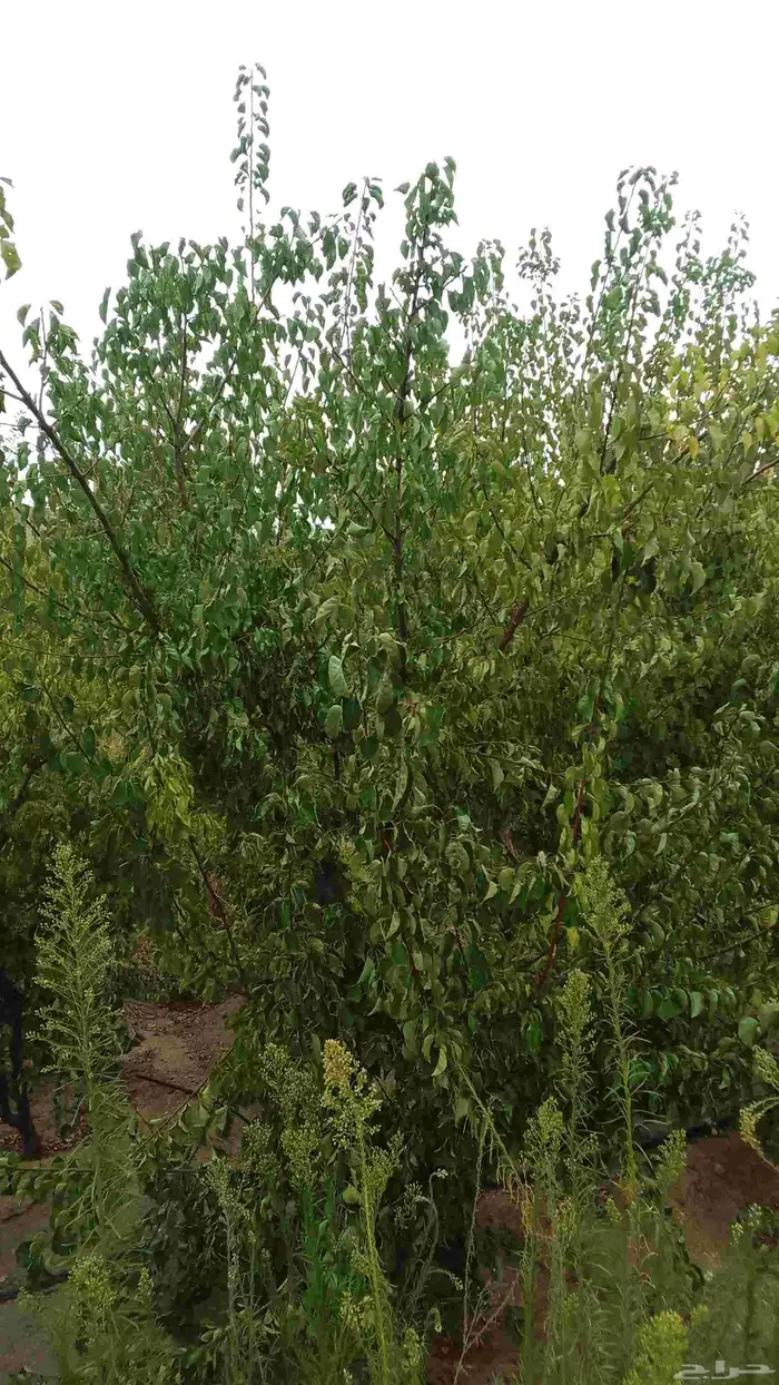 تقليم ونظافه 4