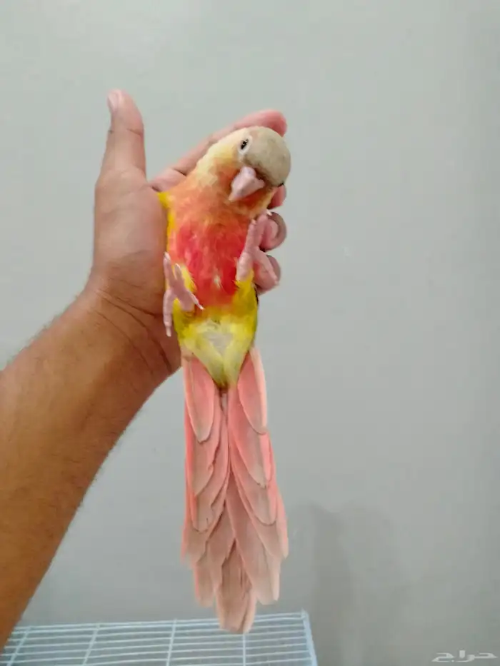 كنيور اناناس أليف وهدد 1