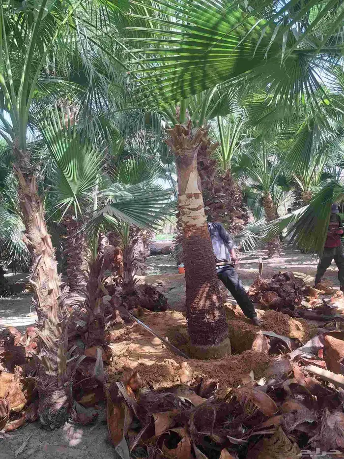 واشنطن زينه للبيع بجميع أنواعه وكافت مقاساته 2