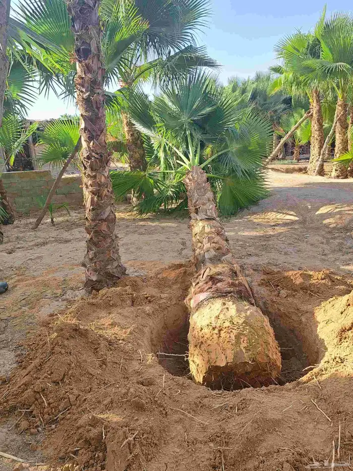 واشنطن زينه للبيع بجميع أنواعه وكافت مقاساته 3