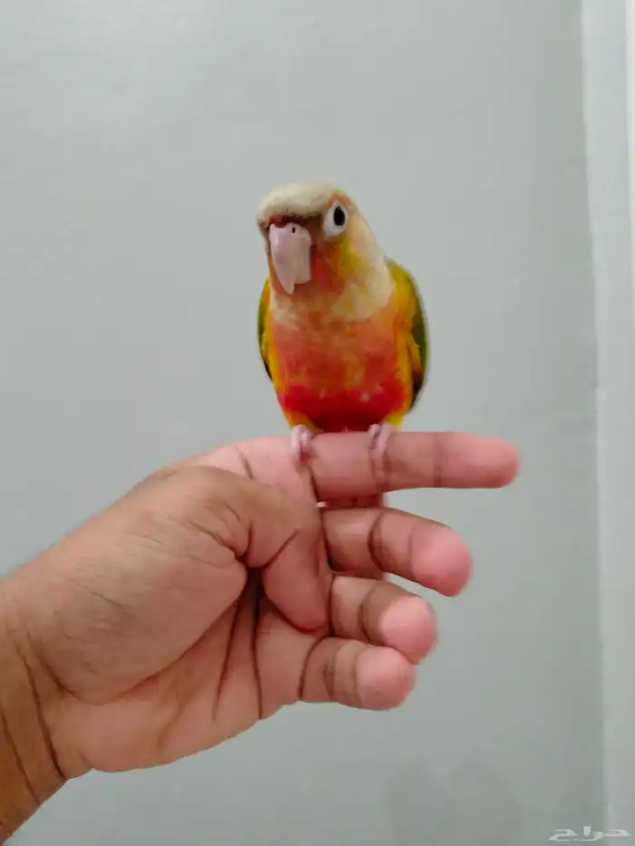 كنيور اناناس أليف وهدد 0