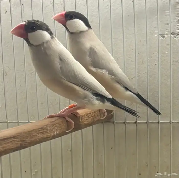 جوز جاوا اغات نورمل اسبلت 0