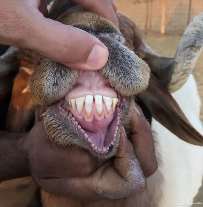 فحل نعيم صنف 4