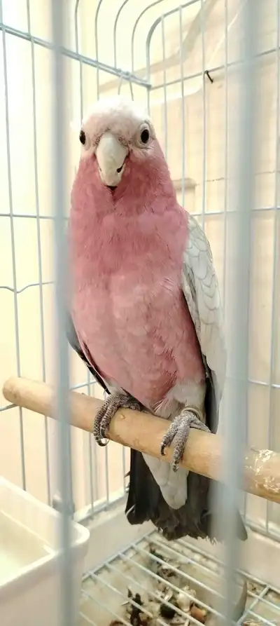 كوكاتو قالا (تم البيع) index