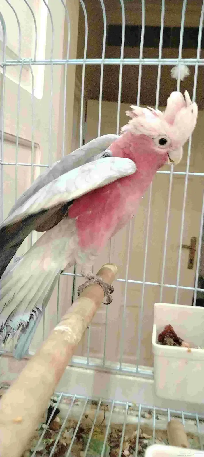 كوكاتو قالا (تم البيع) 3