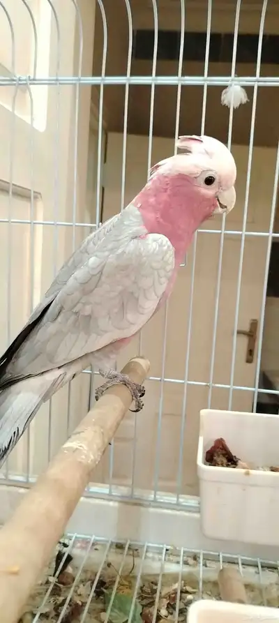 كوكاتو قالا (تم البيع) index