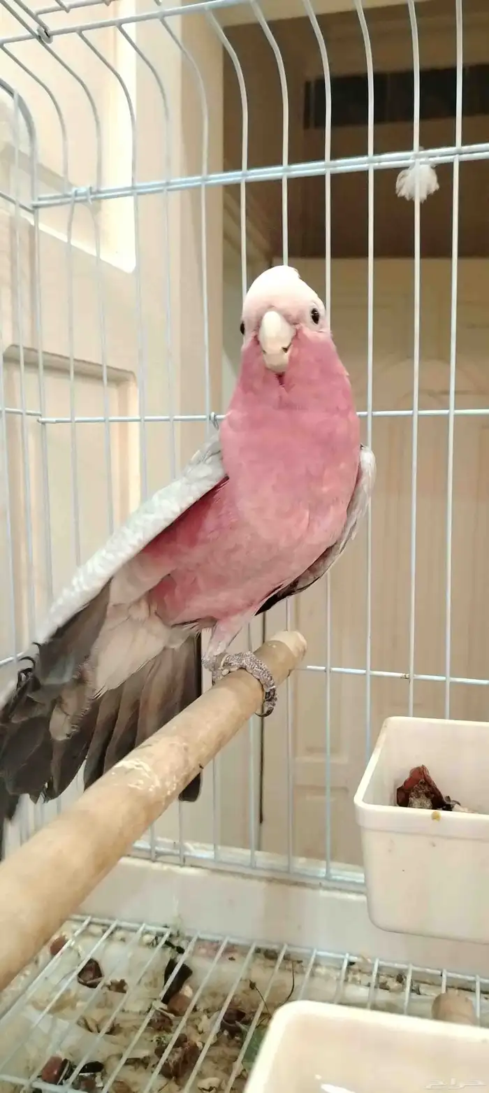 كوكاتو قالا (تم البيع) 4