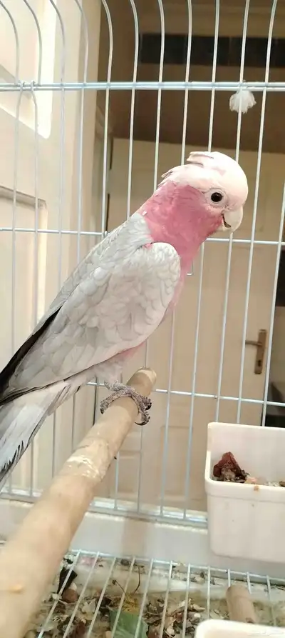 كوكاتو قالا (تم البيع) index