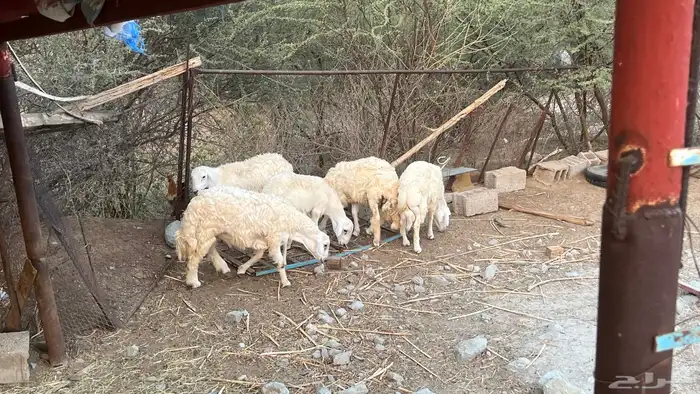 خرفان حري سمان فل شحم 3